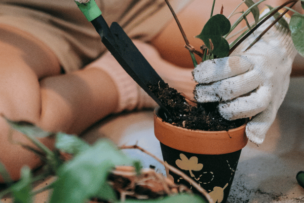 Como prolongar a vida das suas plantas em hortas verticais: Dicas essenciais